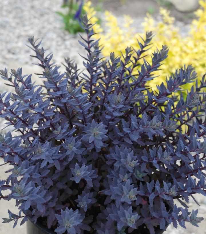 Sapphire Tuffet SunSparkler® Sedum