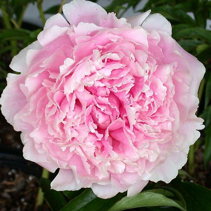 Sarah Bernhard Peony