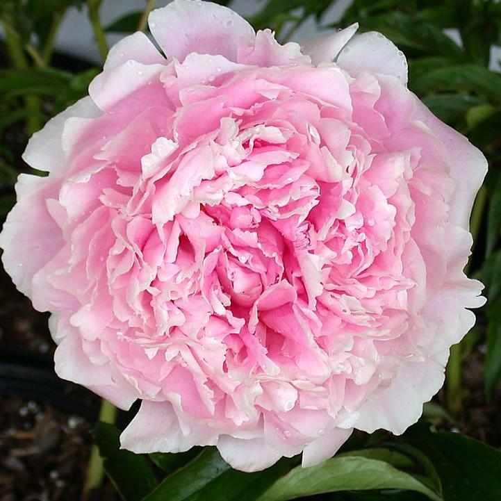 Sarah Bernhard Peony