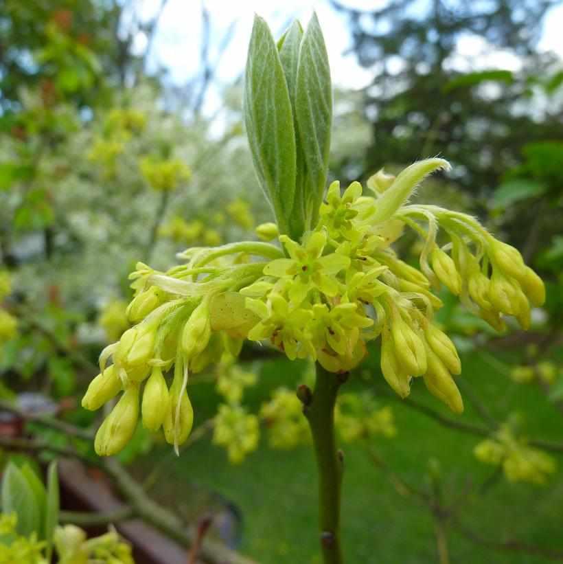 Sassafras