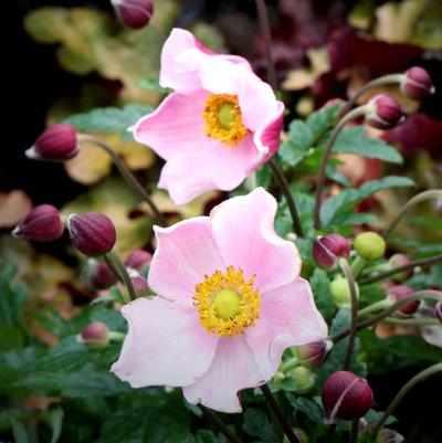 Satin Doll® Blush Wind Flower
