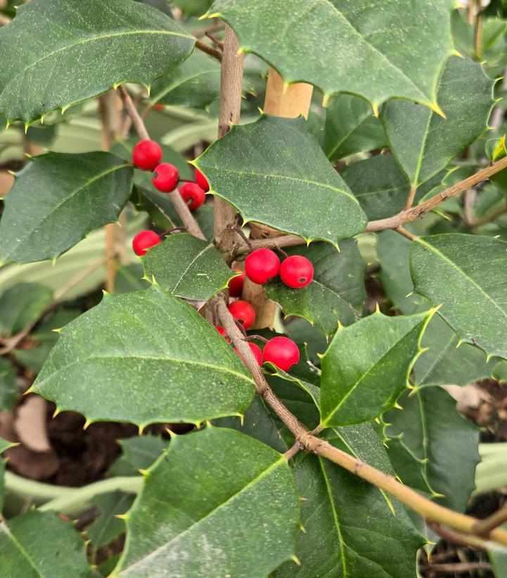 Satyr Hill American Holly