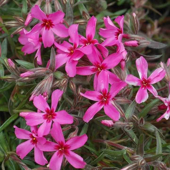 Scarlet Flame Moss Phlox