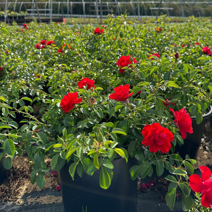 Scarlet Flower Carpet Rose