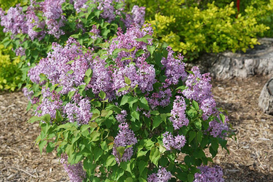 Scentara Pura® Lilac