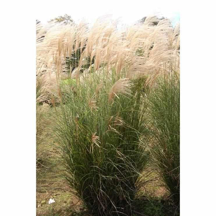 Scout Maiden Grass