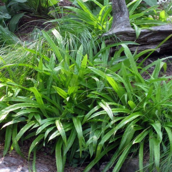 Seersucker sedge