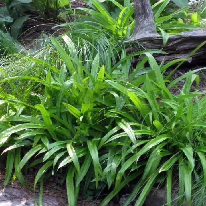 Seersucker sedge