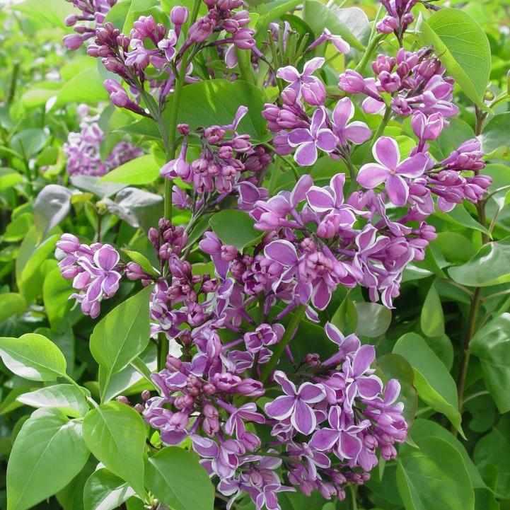 Sensation Lilac