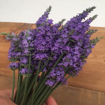 Sensational!® Lavender