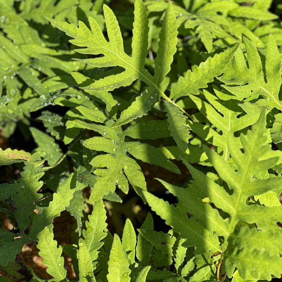 Sensitive Fern