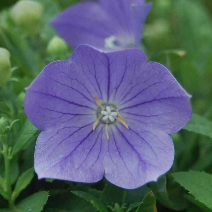 Sentimental Blue Balloon Flower