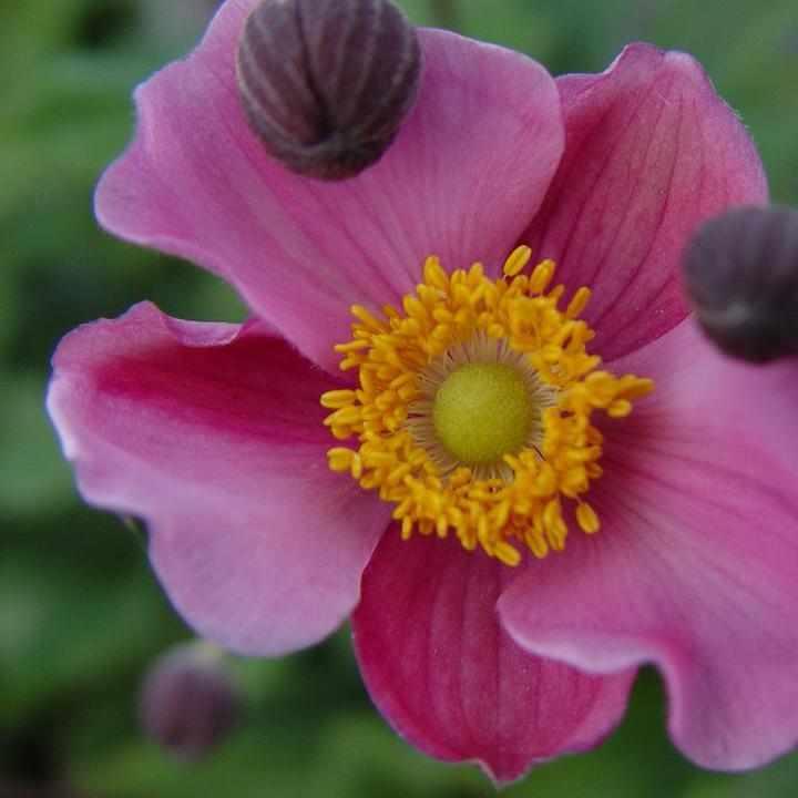 September Charm Windflower
