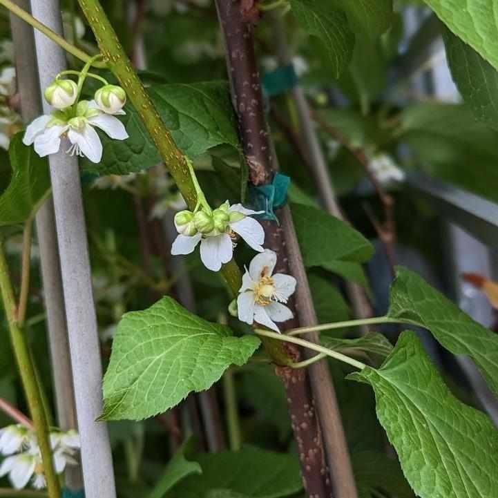 September Sun Hardy Kiwi