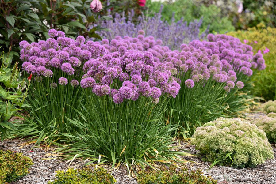 Serendipity Ornamental Onion