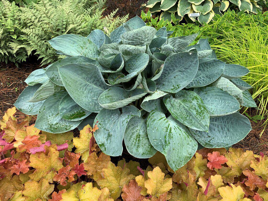 Shadowland® Above the Clouds Hosta