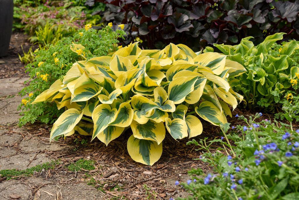 Shadowland® Autumn Frost Hosta