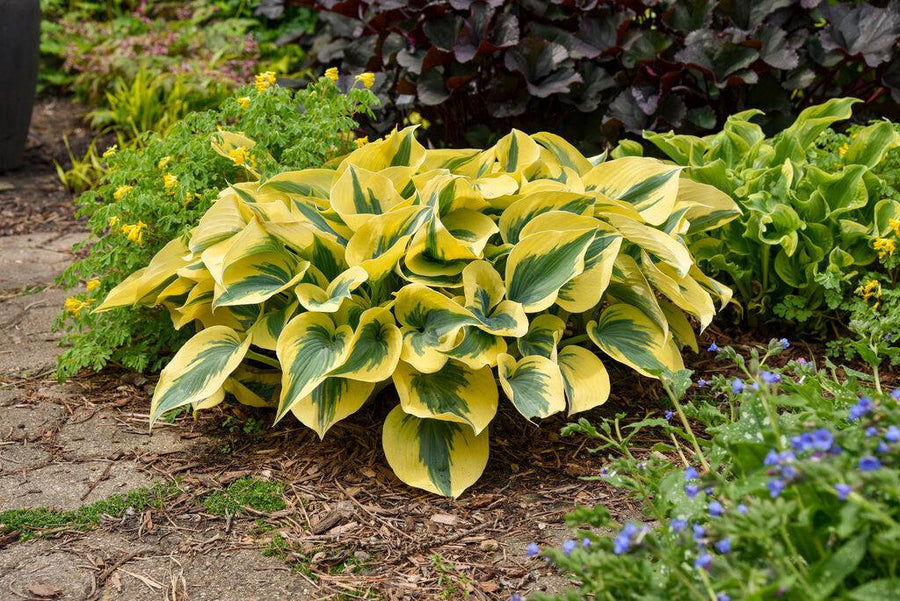 Shadowland® Autumn Frost Hosta