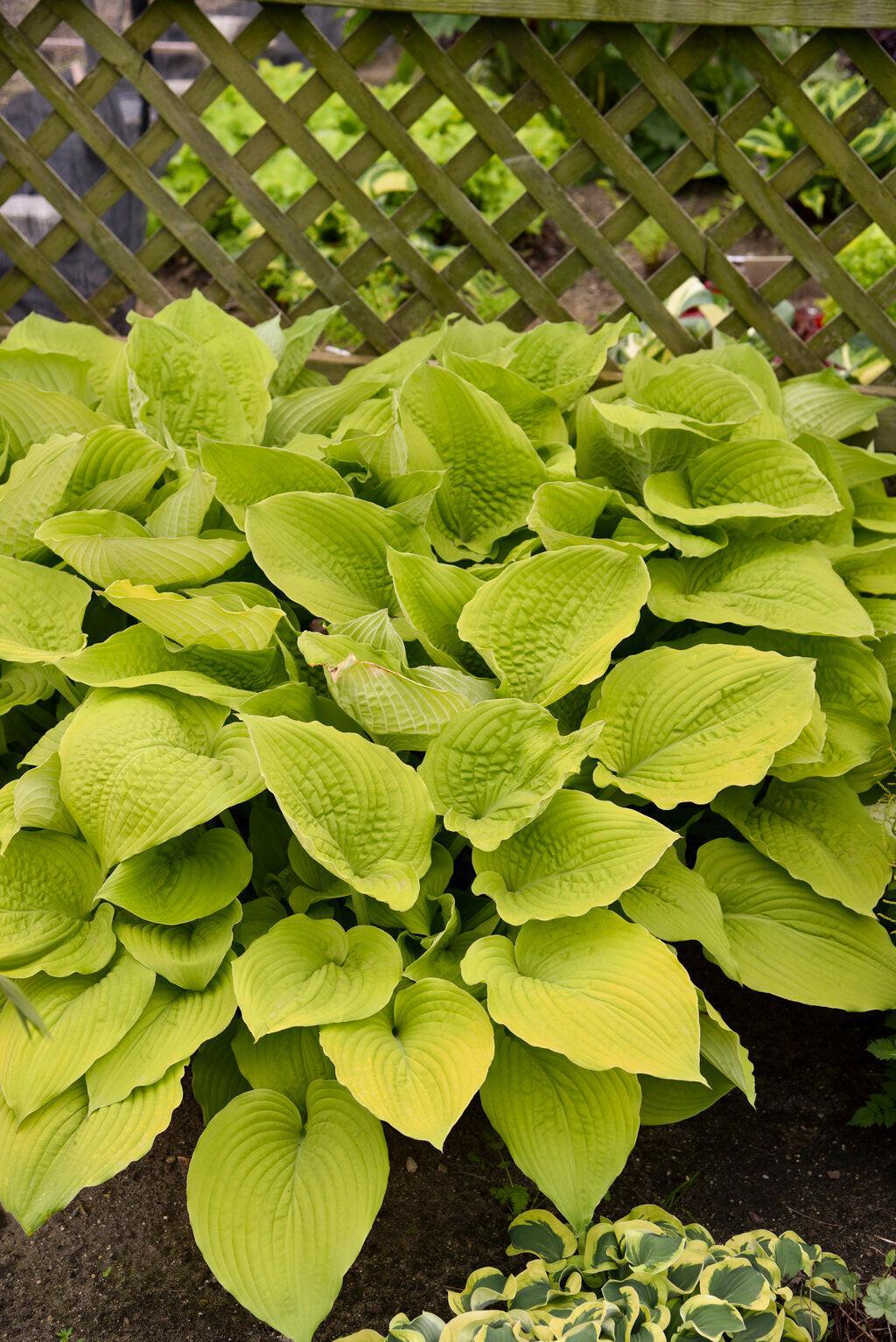 Shadowland® Coast to Coast Hosta