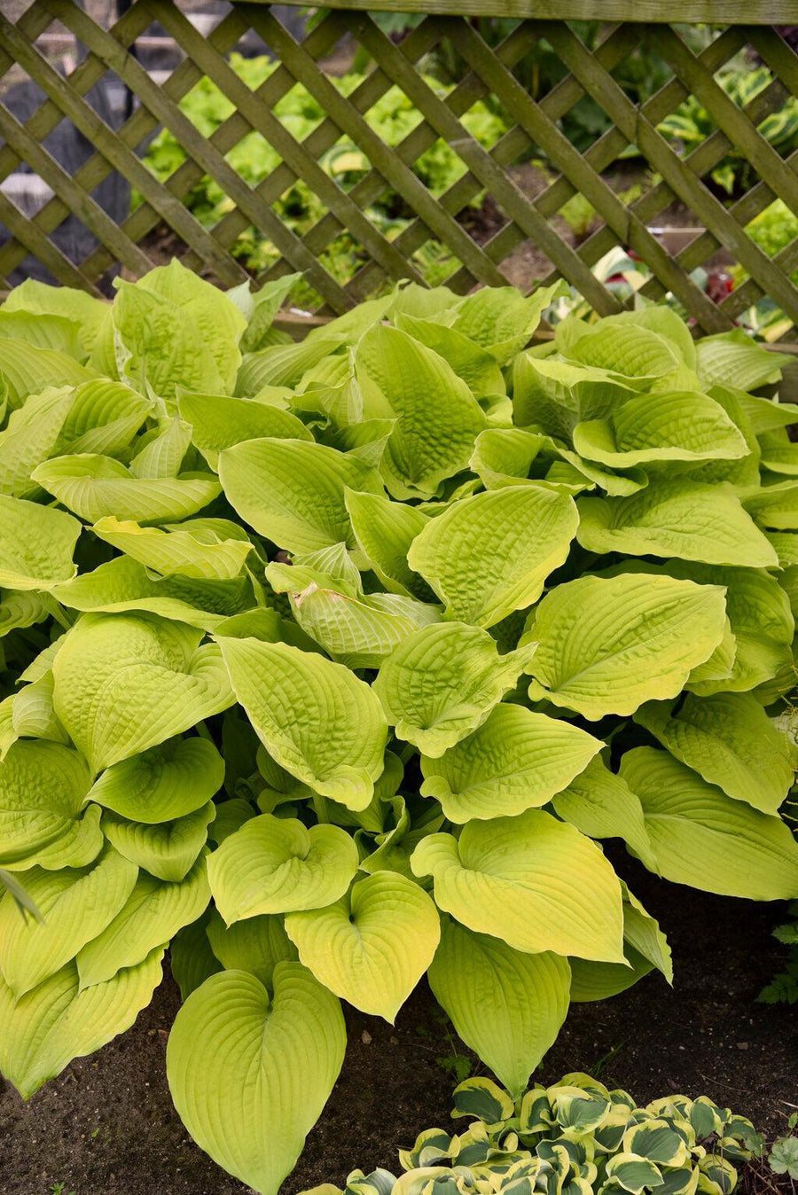 Shadowland® Coast to Coast Hosta