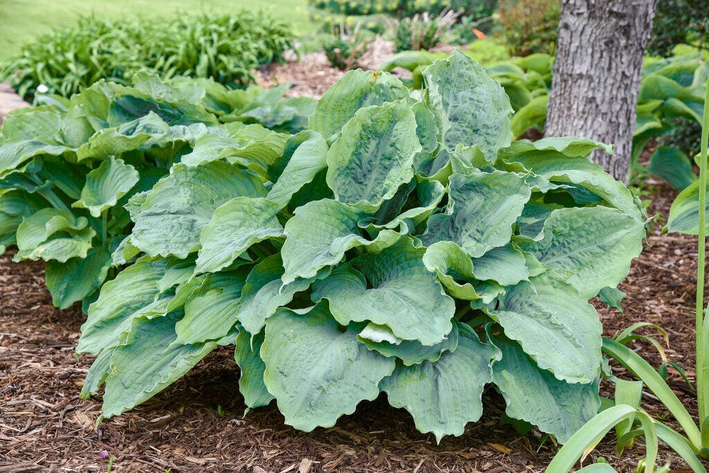 Shadowland® Diamond Lake Hosta