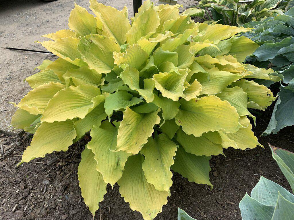 Shadowland® Echo the Sun Hosta