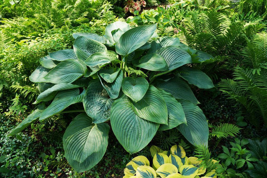 Shadowland® Empress Wu Hosta