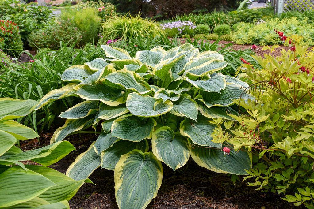 Shadowland® Gigantosaurus Hosta