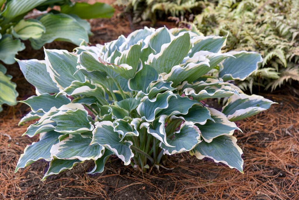 Shadowland® Hope Springs Eternal Hosta