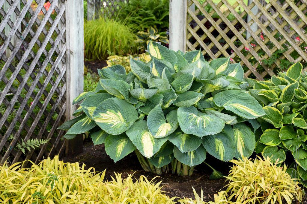 Shadowland® Hudson Bay Hosta
