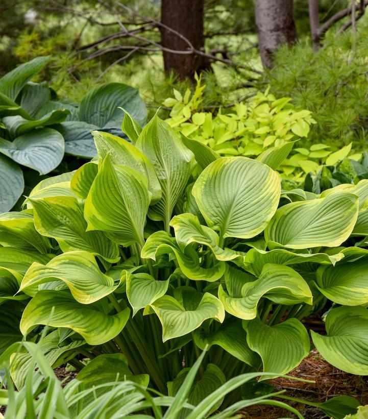 Shadowland® Lone Star Hosta