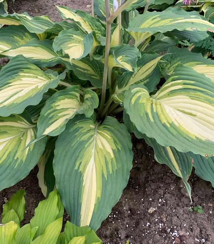 Shadowland® Love Story Hosta