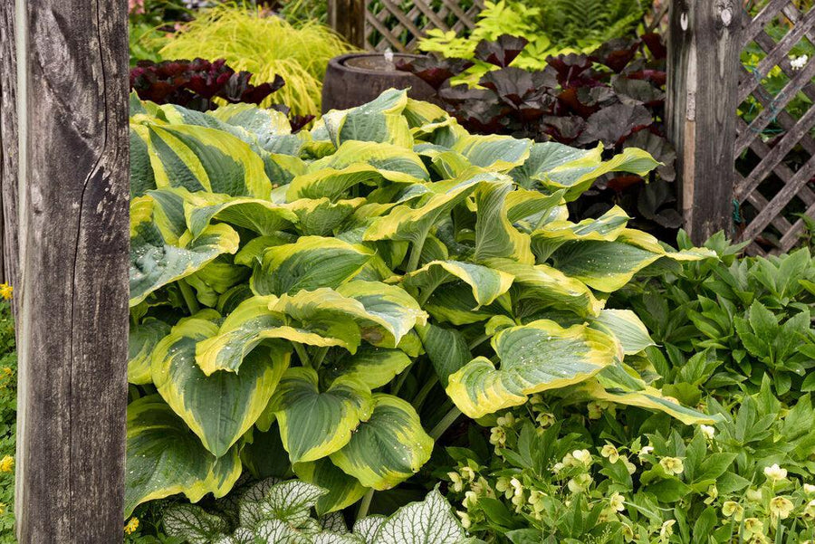 Shadowland® Seducer Hosta