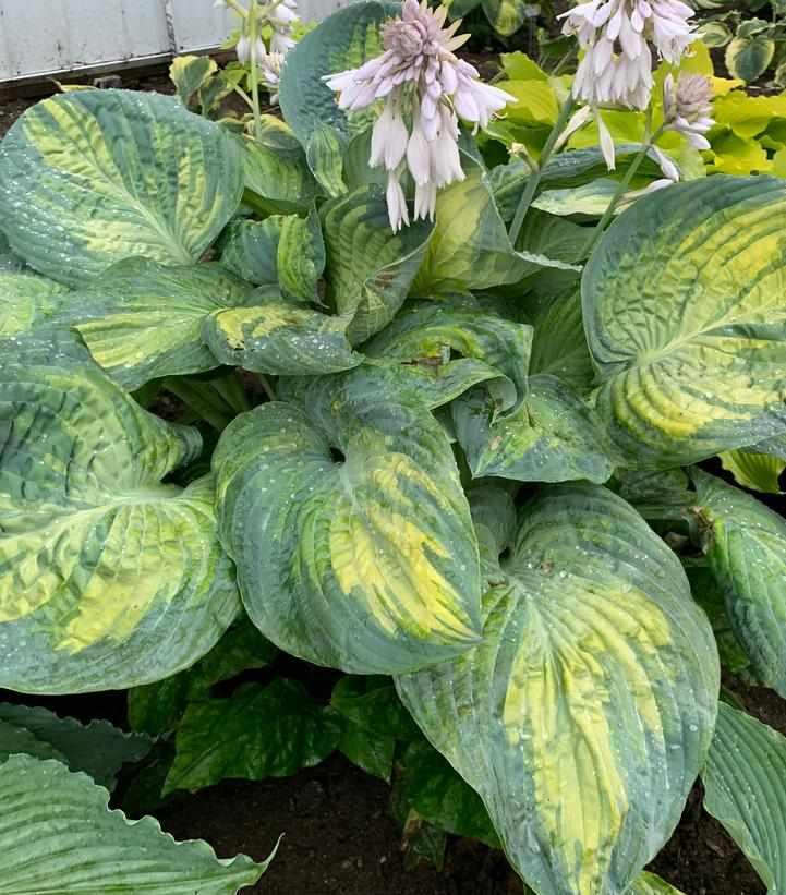 Shadowland® Sound of Music Hosta
