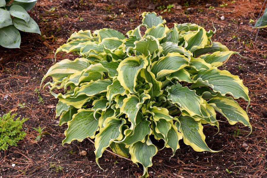 Shadowland® Voices in the Wind Hosta