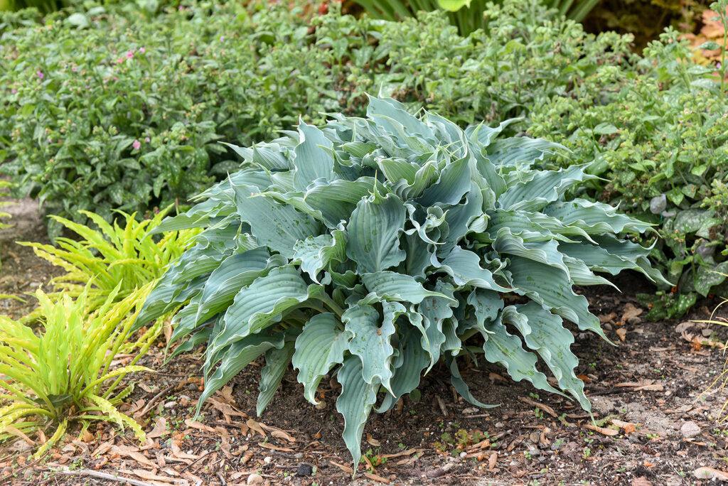 Shadowland® Waterslide hosta