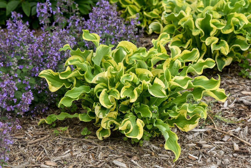 Shadowland® Wheee! Hosta