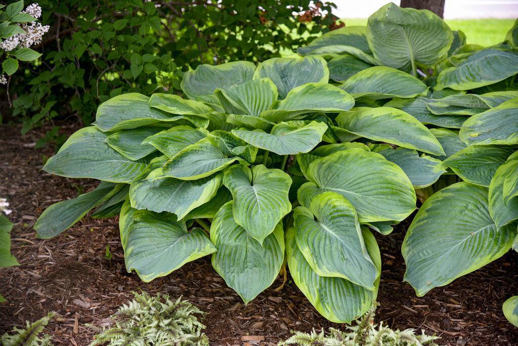 Shadowland® Wu-La-La Hosta