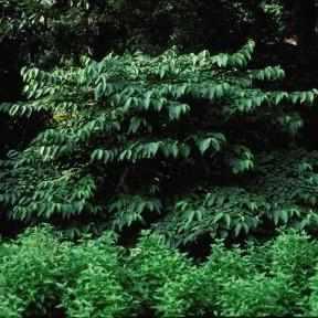 Shasta Doublefile Viburnum