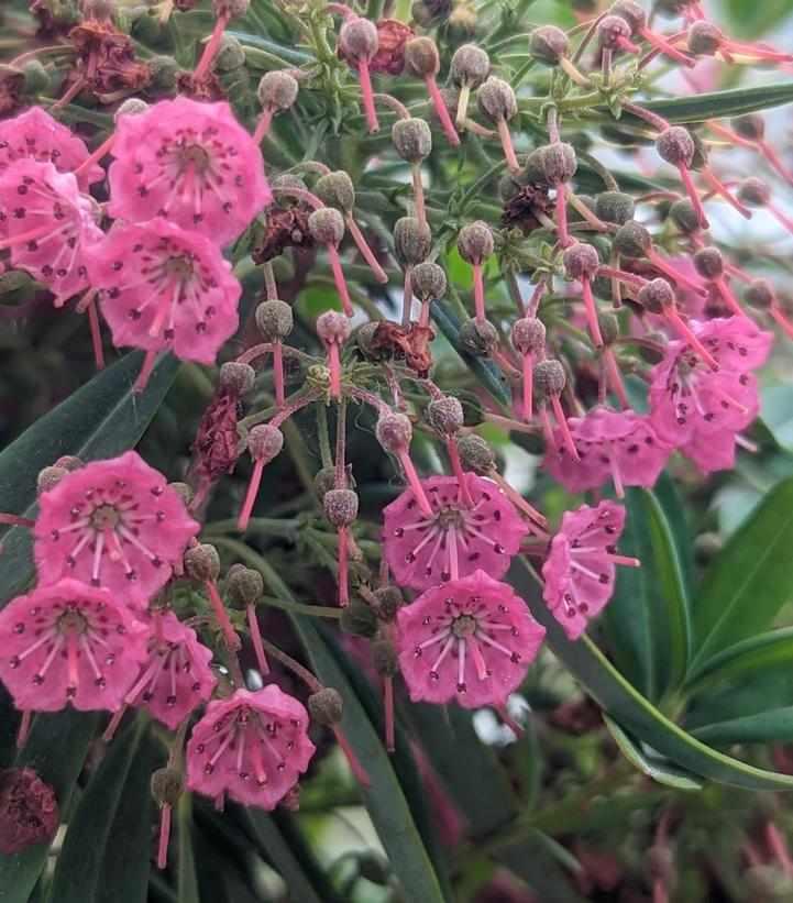 Sheep Laurel