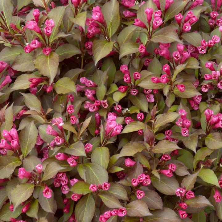 Shining Sensation® Weigela