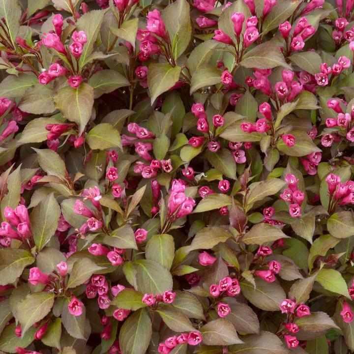 Shining Sensation® Weigela