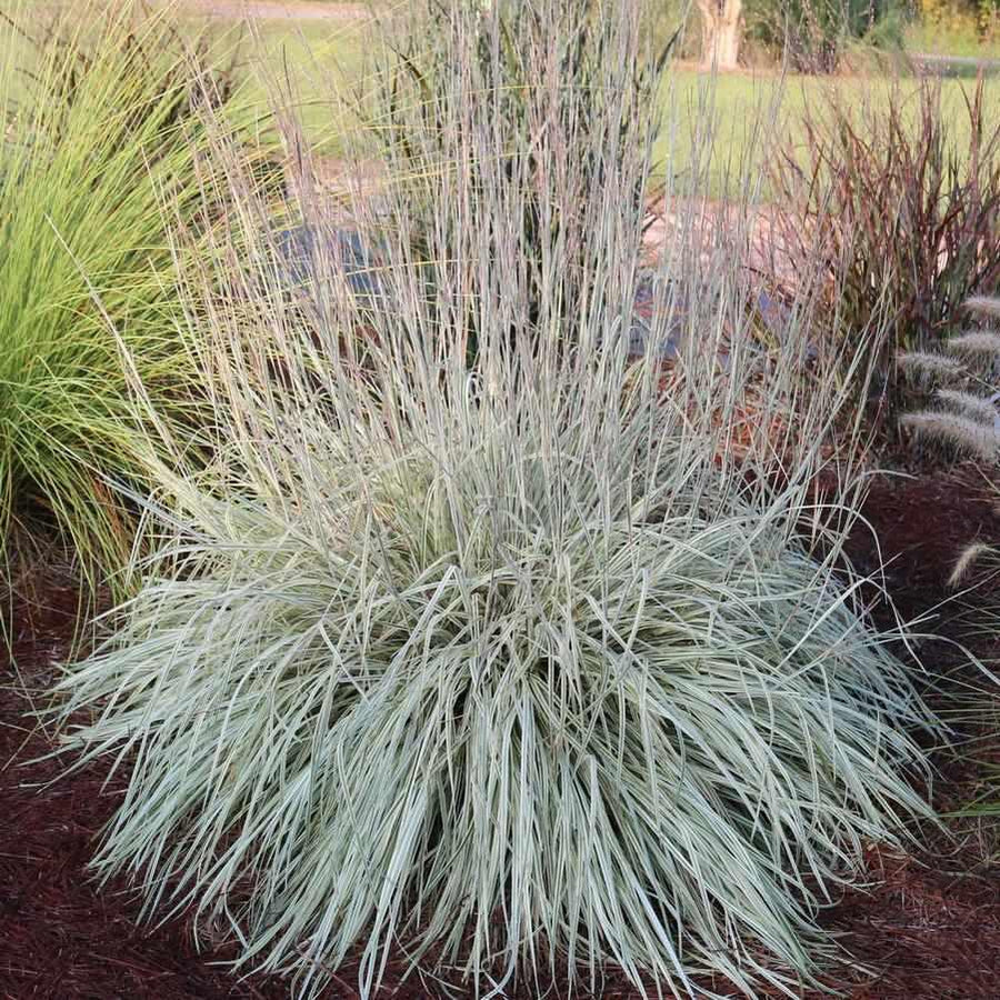 Shining Star Little Bluestem