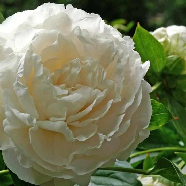 Shirley Temple Peony