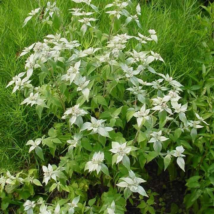 Short Toothed Mountain Mint