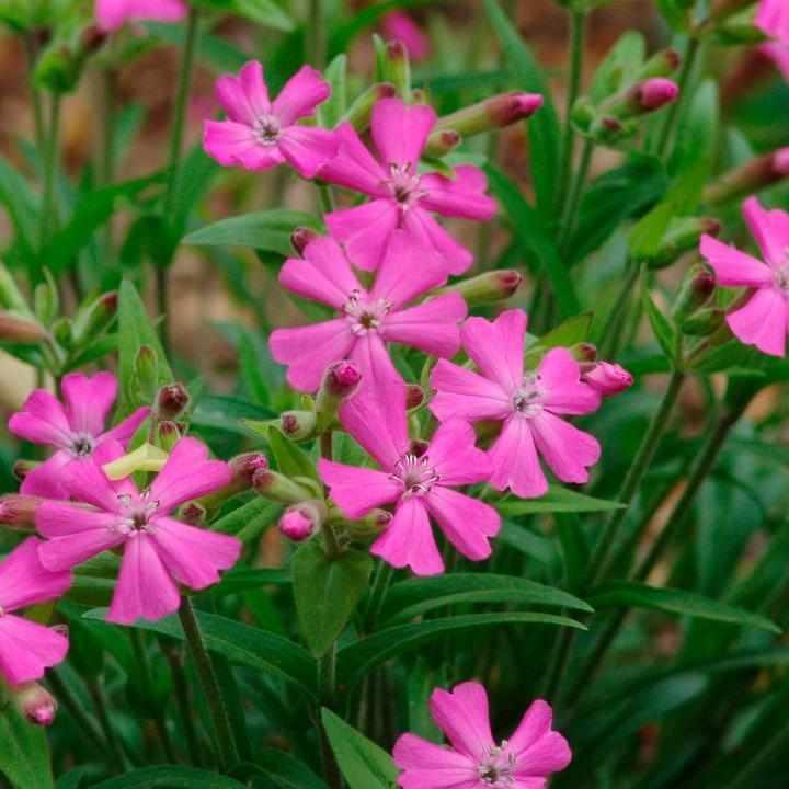 Short and Sweet Catchfly