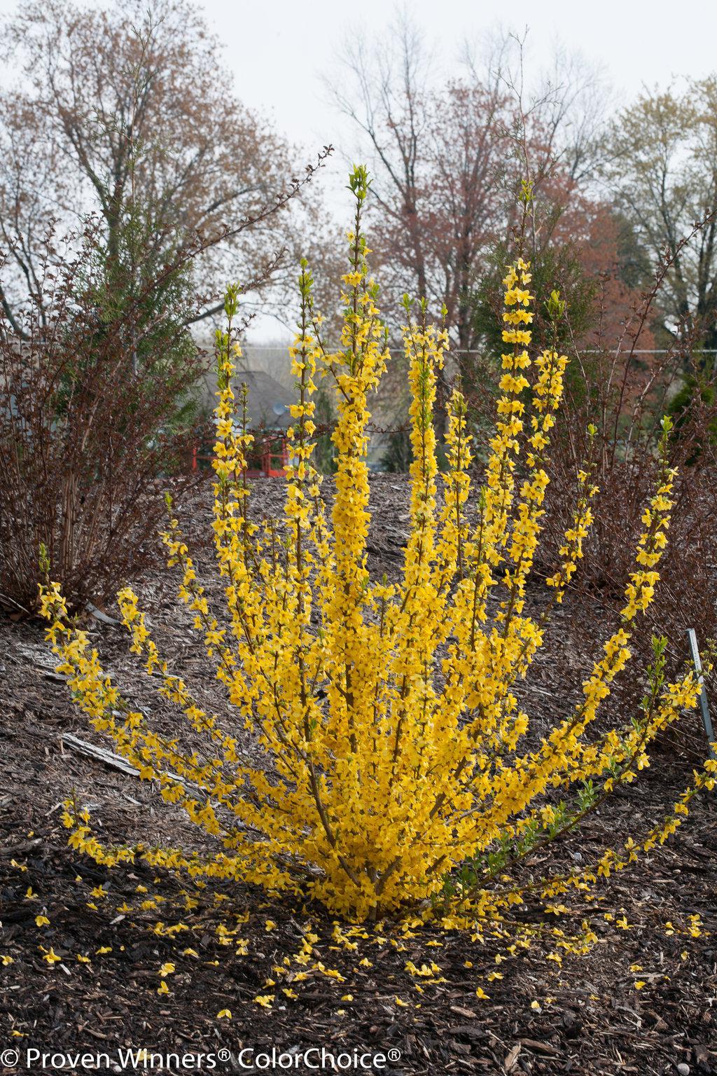 Show Off® Starlet Forsythia
