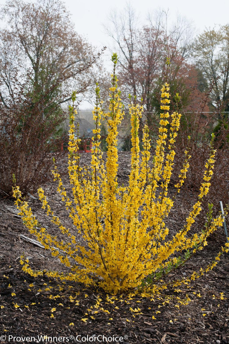 Show Off® Starlet Forsythia