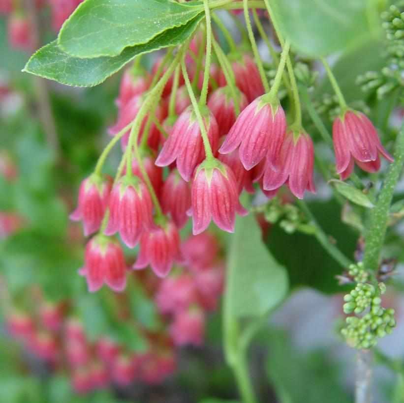 Showy Lantern Enkianthus