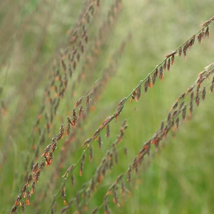 Side Oats Grama